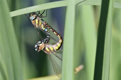 Réf. 214 286 : Aeshna mixta